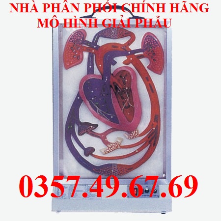 Mô hình nhịp tim và tuần hoàn máu điện tử 